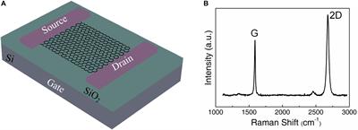 High Response Photodetection by Applying the Optimized Photoreceptor Protein Modification on Graphene Based Field Effect <mark class="highlighted">Transistors</mark>